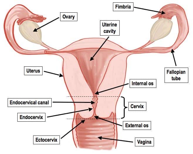 female vagina anatomy